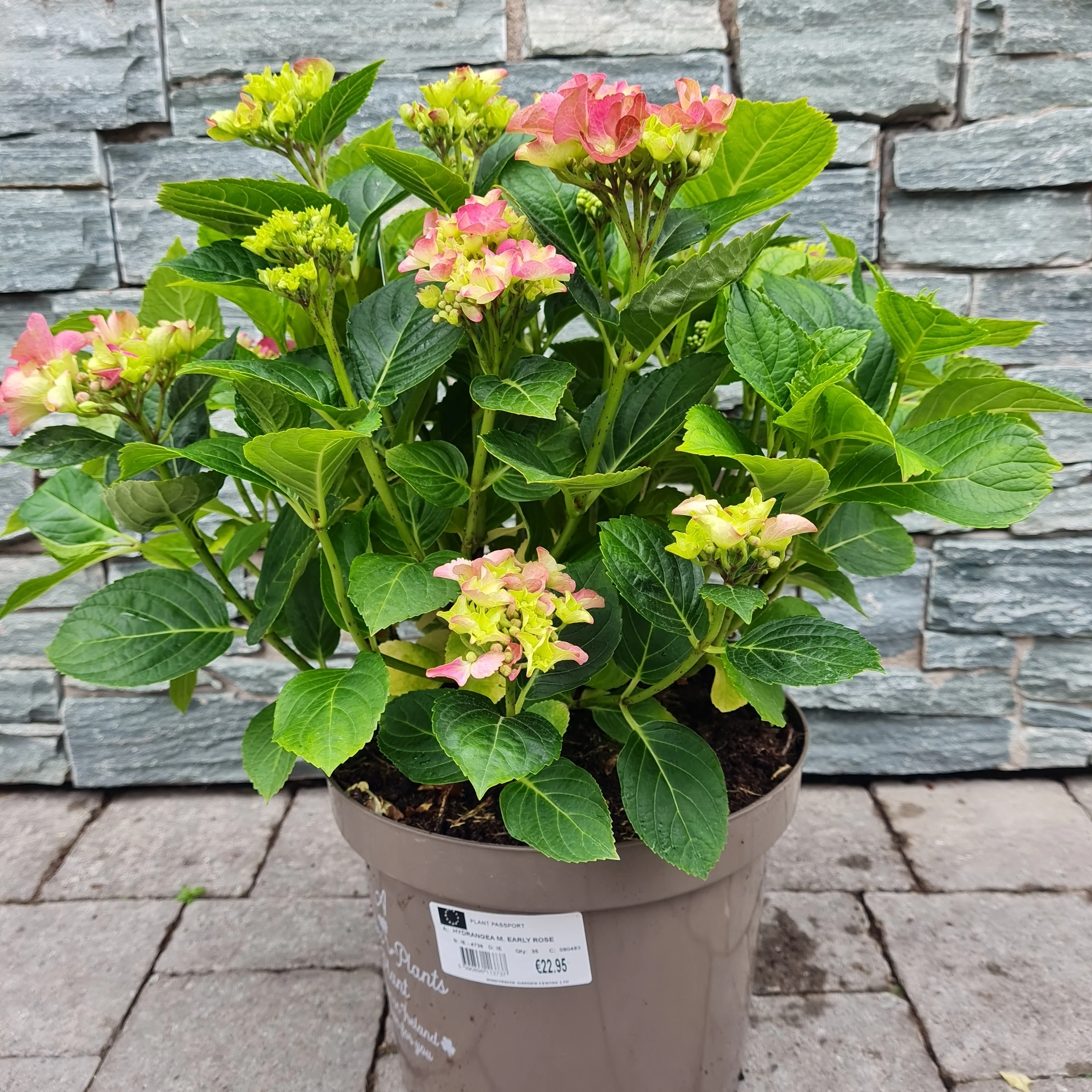 HYDRANGEA M. EARLY ROSE - Image 3