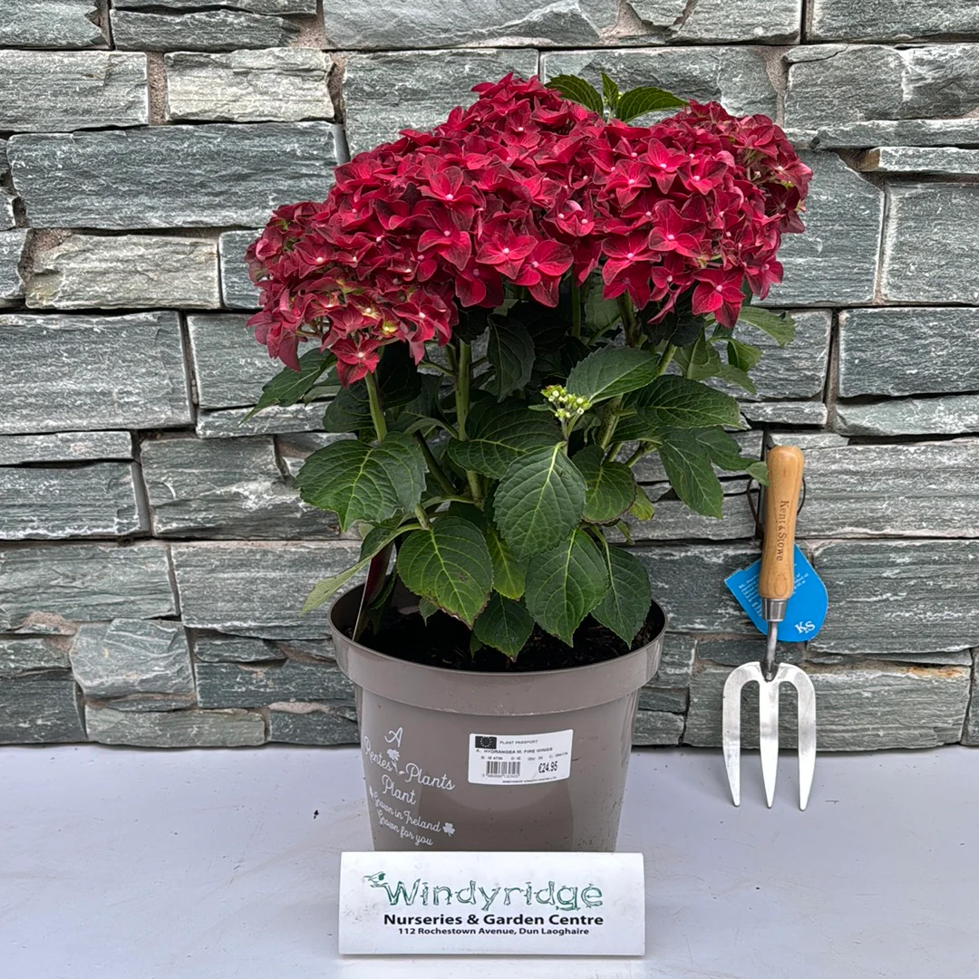HYDRANGEA M. FIRE WINGS - Image 2