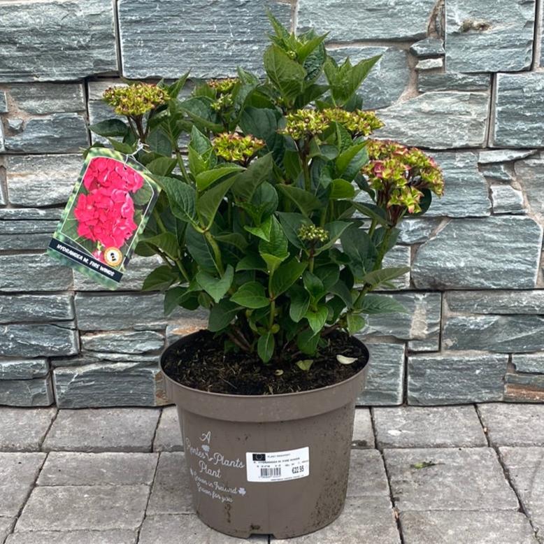 HYDRANGEA M. FIRE WINGS - Image 3