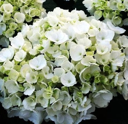 HYDRANGEA M. FIRST WHITE