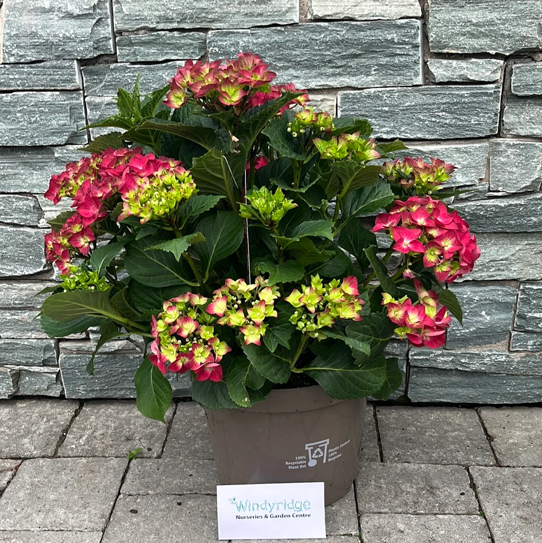 HYDRANGEA M. HOT RED - Image 2