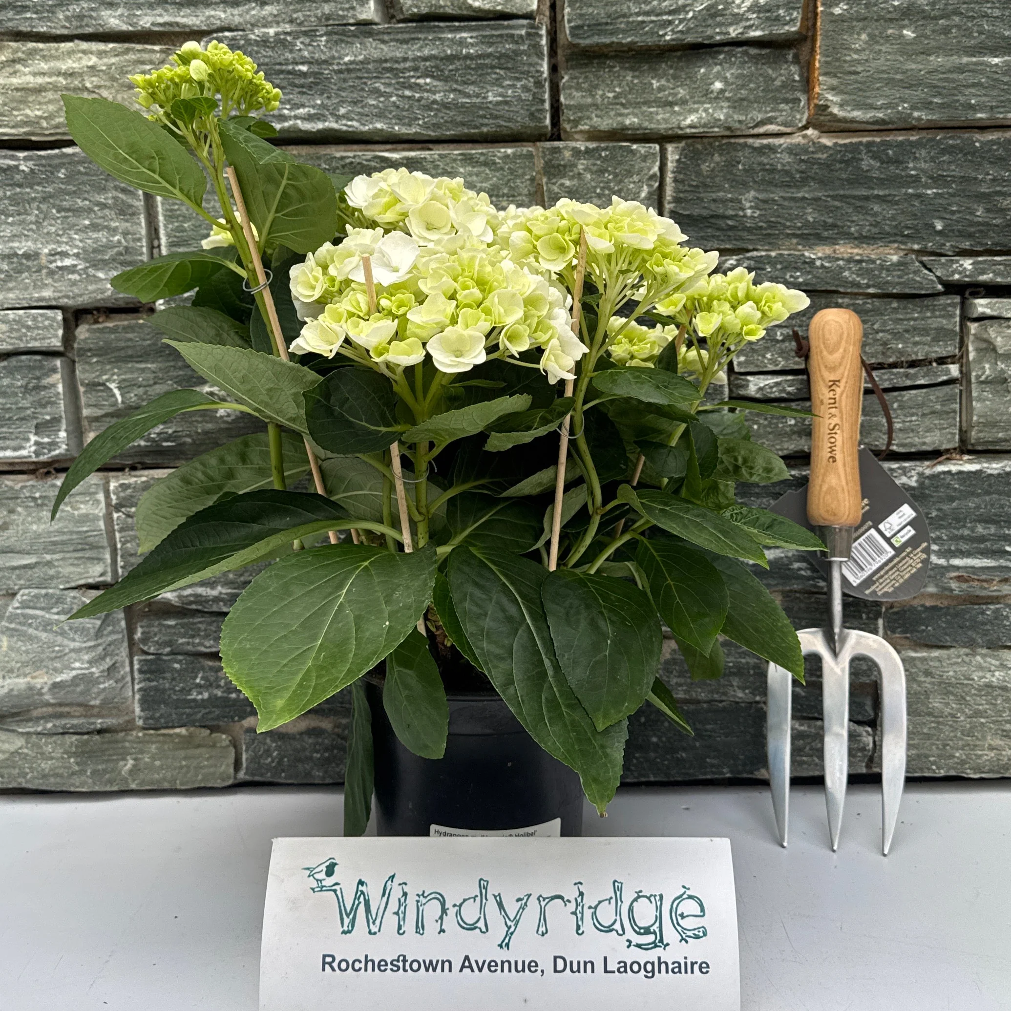 Hydrangea m. 'HovariaÂ® Holibel' P14, 68 flower