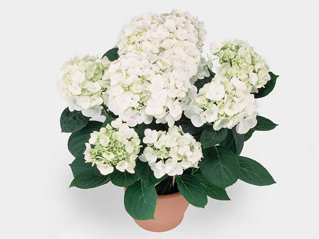 Hydrangea m. 'HovariaÂ® Holibel' P14, 68 flower - Image 2