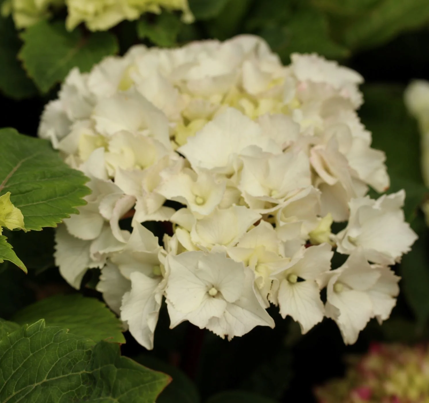 HYDRANGEA M. ICE BOY - Image 2