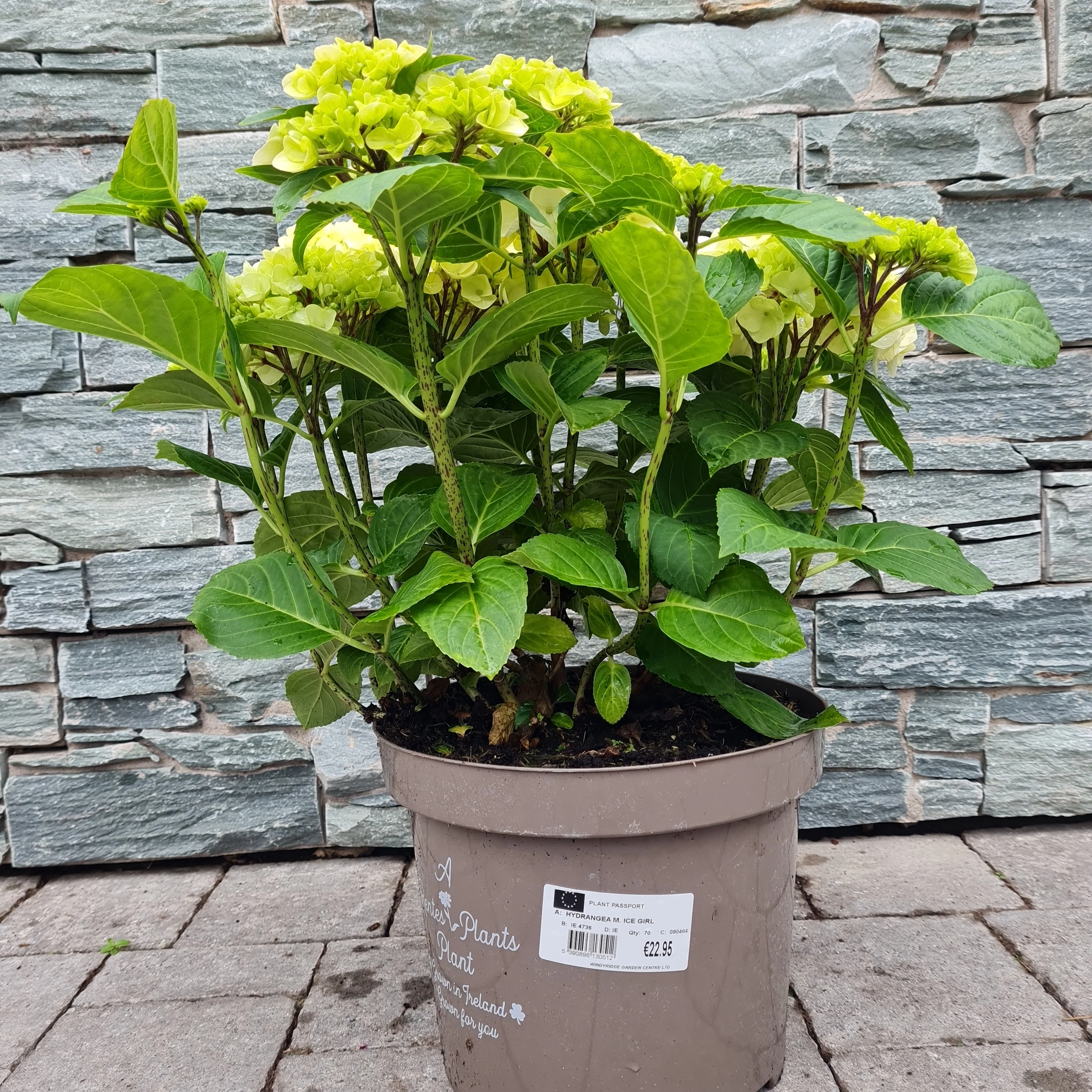 HYDRANGEA M. ICE GIRL 7.5ltr - Image 3