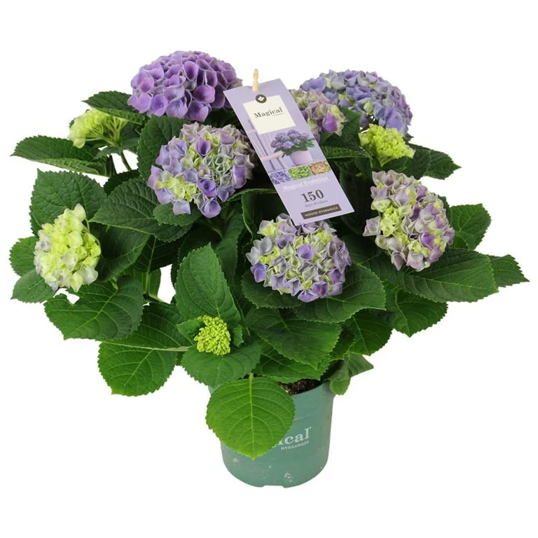 Hydrangea m. 'Magical Evolution'® blue P14, 56 flower