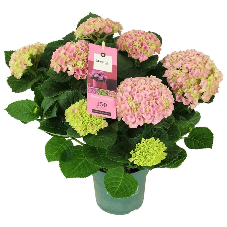 Hydrangea m. 'Magical Evolution'Â® pink P14