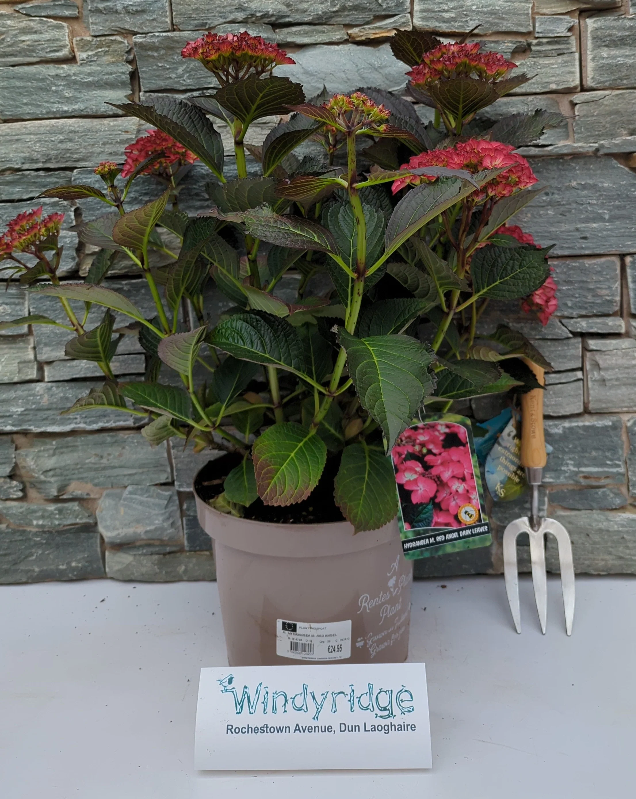 HYDRANGEA M. RED ANGEL - Image 2