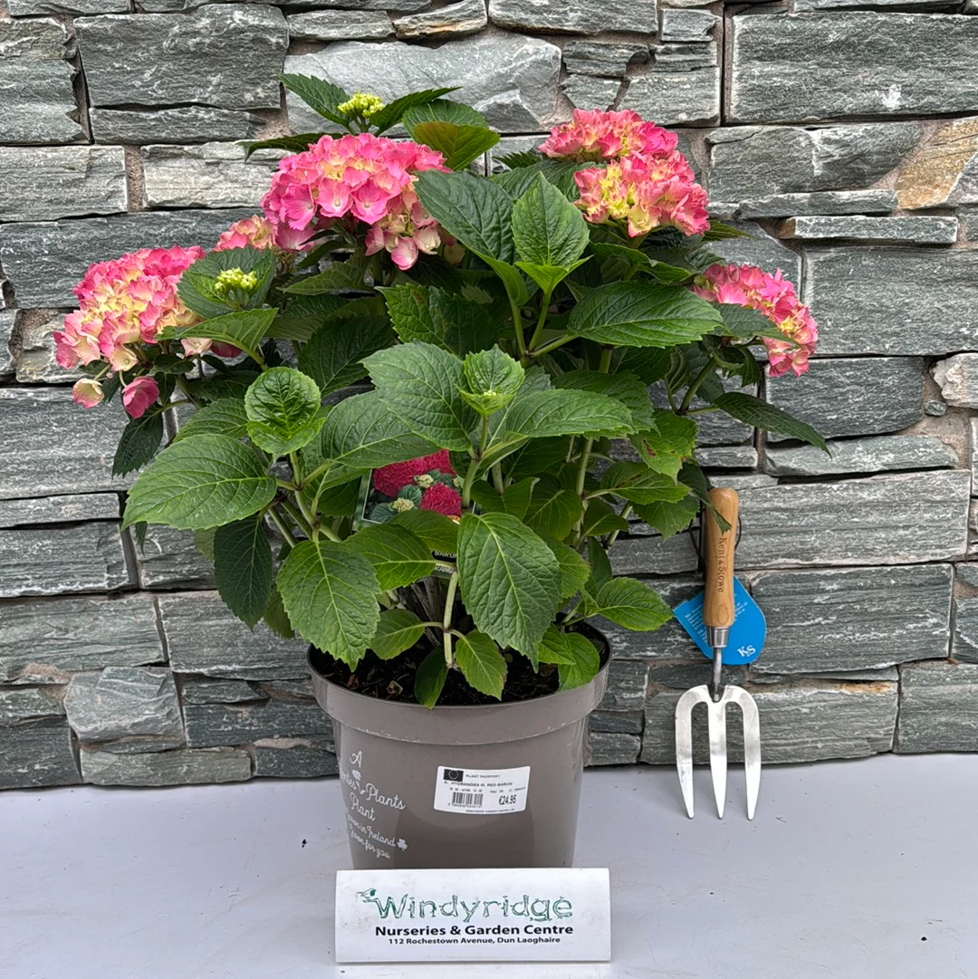 HYDRANGEA M. RED BARON 7.5Ltr Pot - Image 2