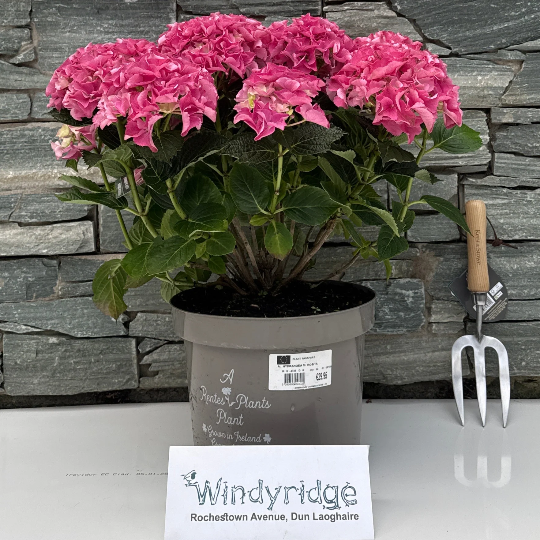 HYDRANGEA M. ROSITA