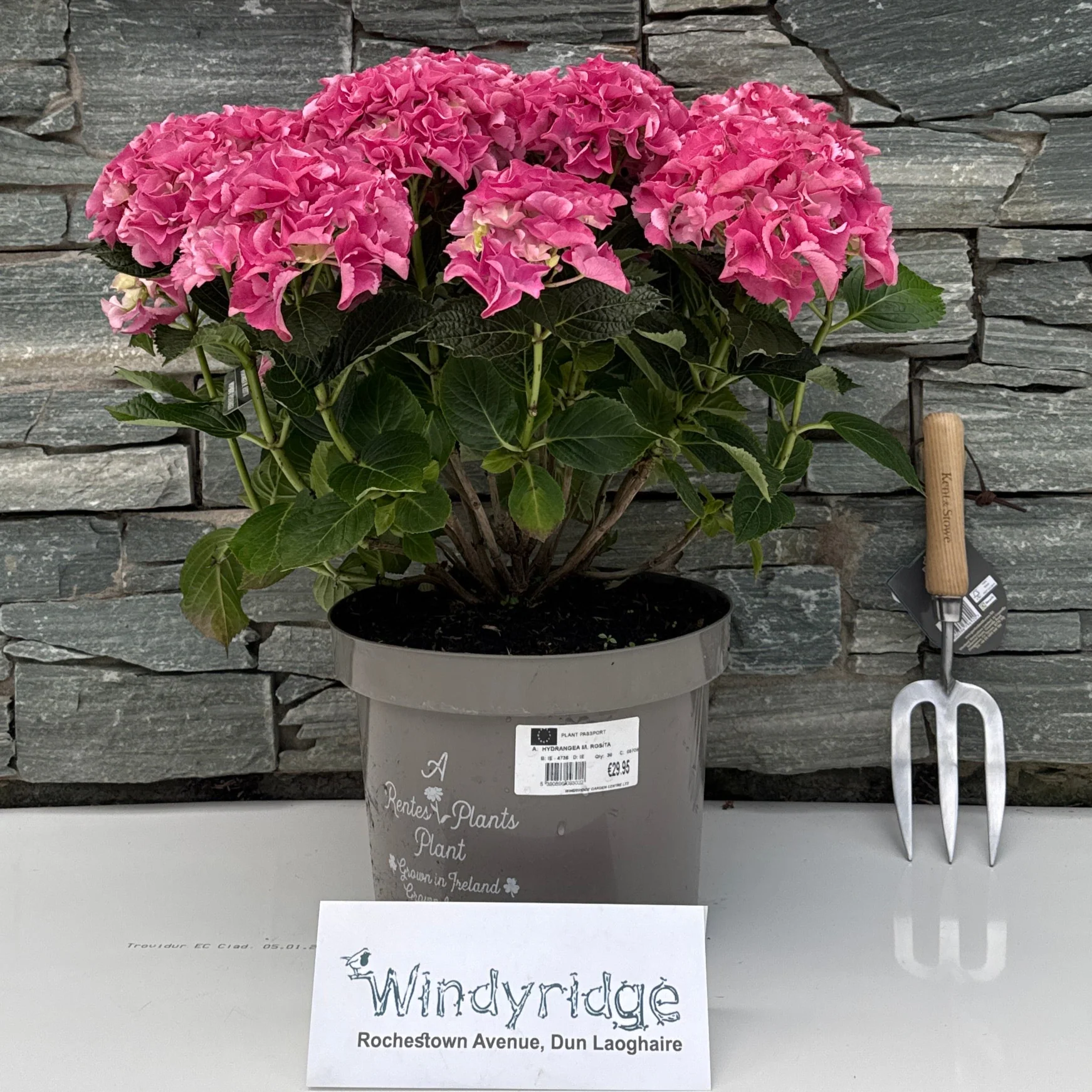 HYDRANGEA M. ROSITA - Image 3