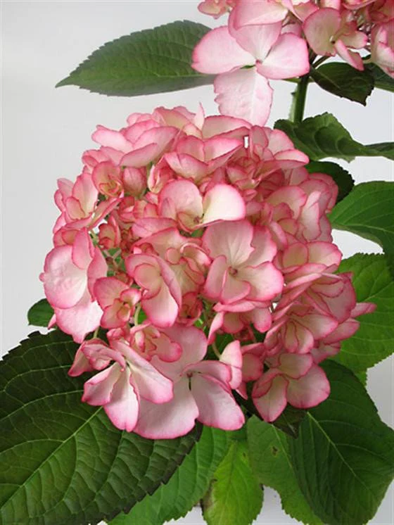HYDRANGEA M. SALSA
