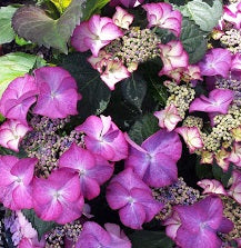 HYDRANGEA M. TIFFANY PURPLE 7.5Ltr Pot