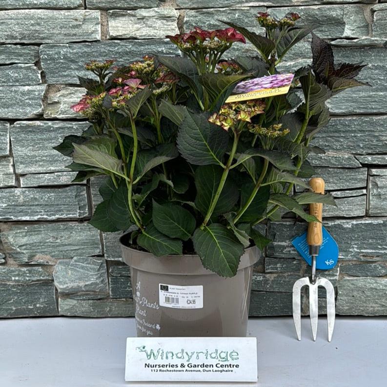 HYDRANGEA M. TIFFANY PURPLE 7.5Ltr Pot - Image 2