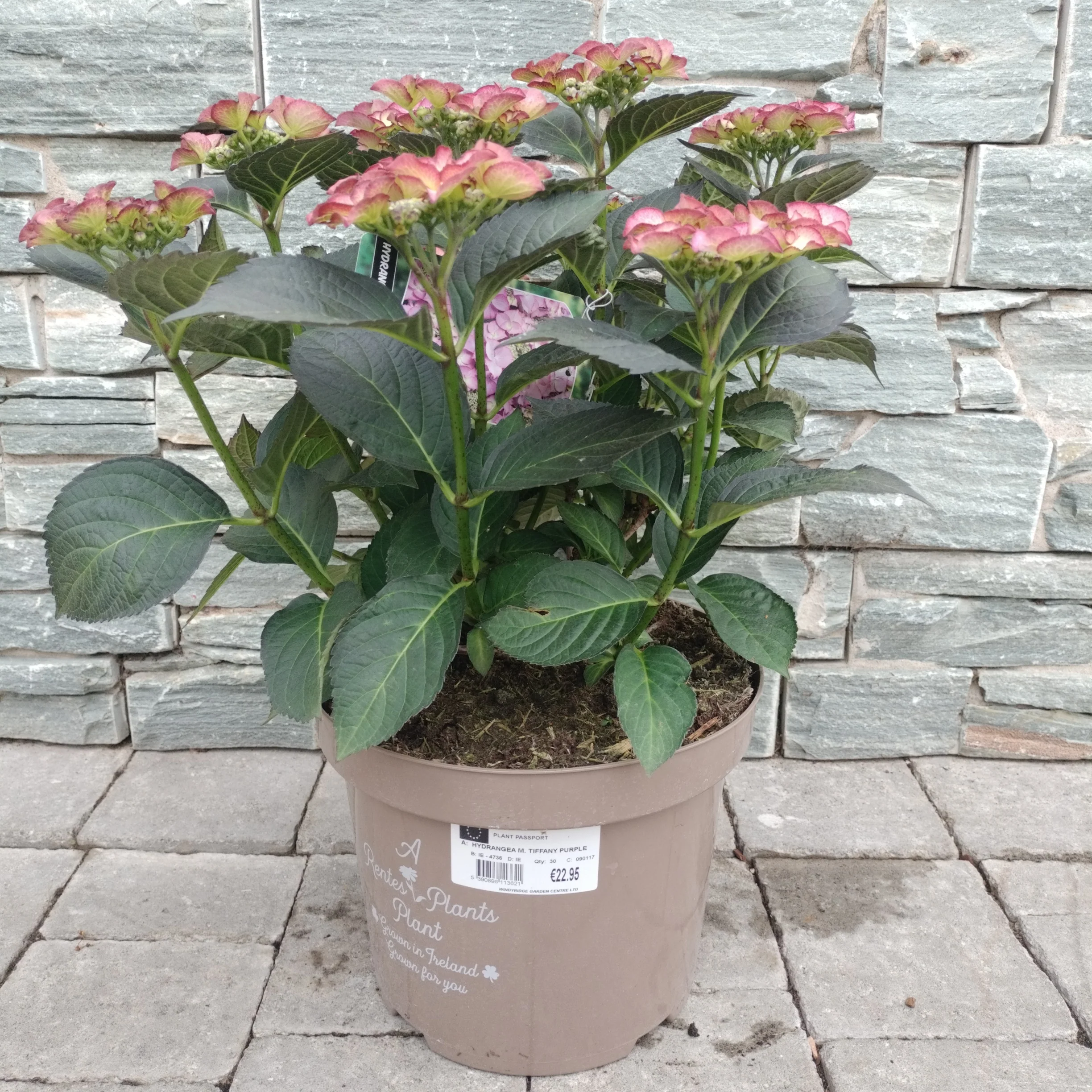 HYDRANGEA M. TIFFANY PURPLE 7.5Ltr Pot - Image 3