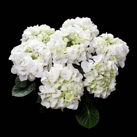 HYDRANGEA M. WHITE SPIRIT