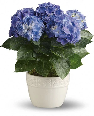 Hydrangea mac.