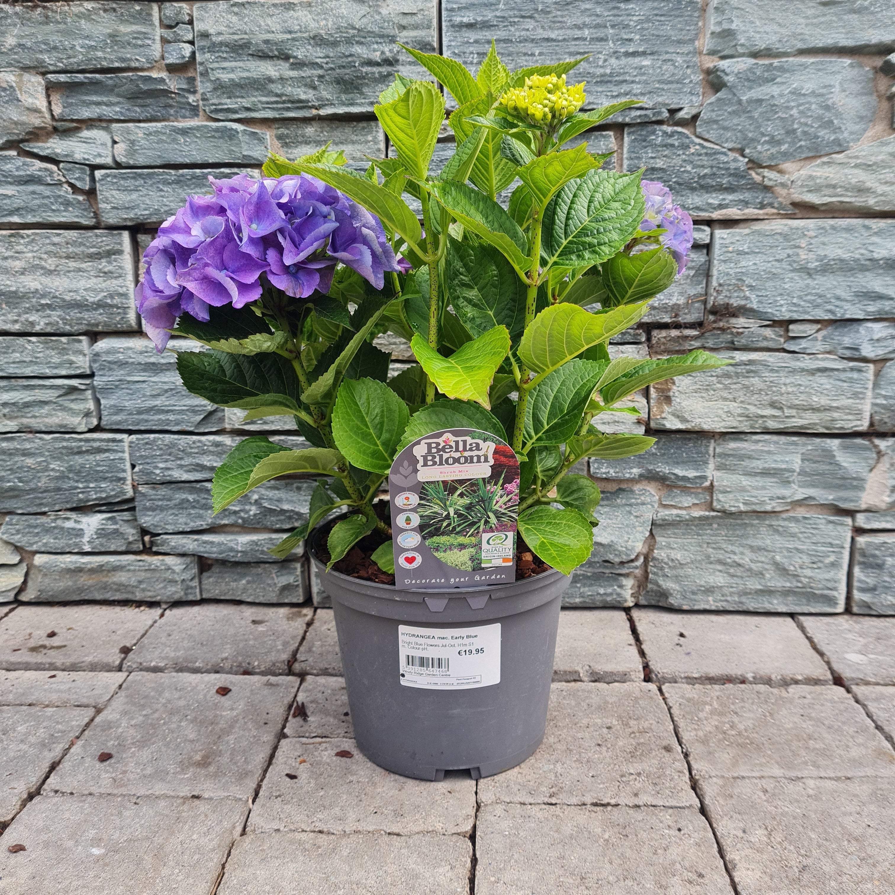 HYDRANGEA mac. Early Blue - Image 2
