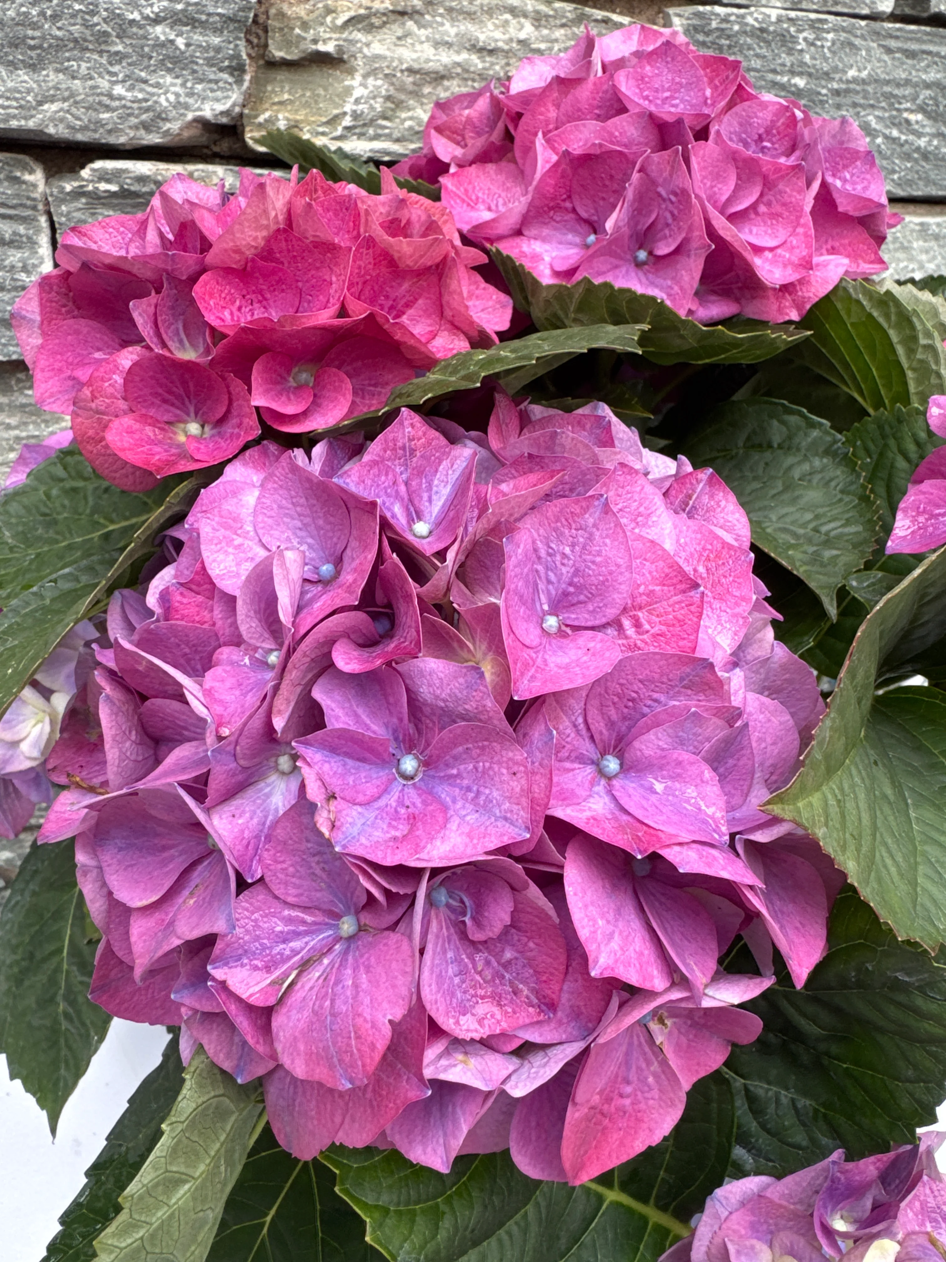 Hydrangea mac. 'Hi River' Hydrangea ball Blue 7 - 12 head (Decorum) - Image 2