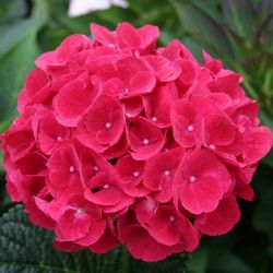 Hydrangea mac. Mademoiselle