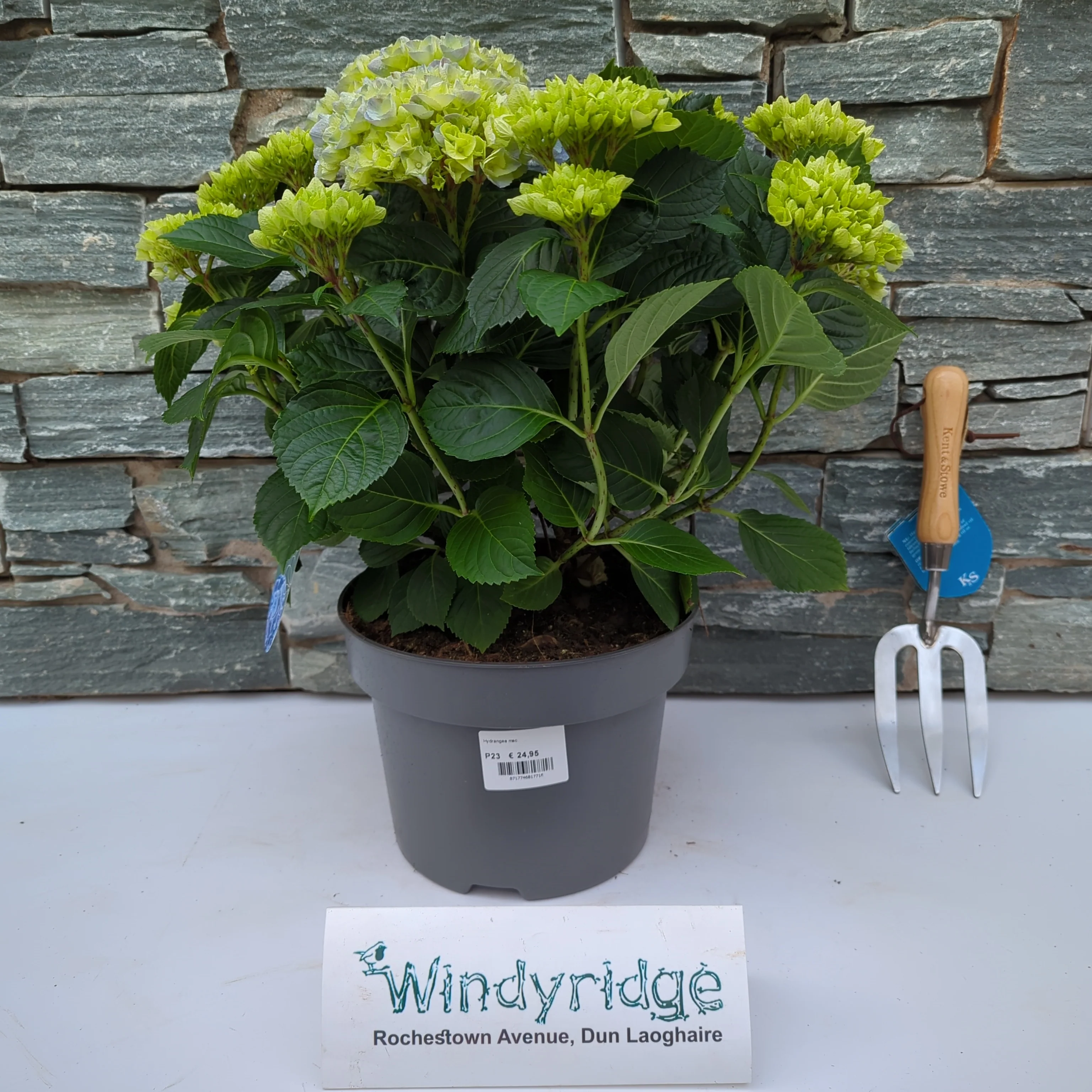 Hydrangea mac. Mophead Blue - Image 2