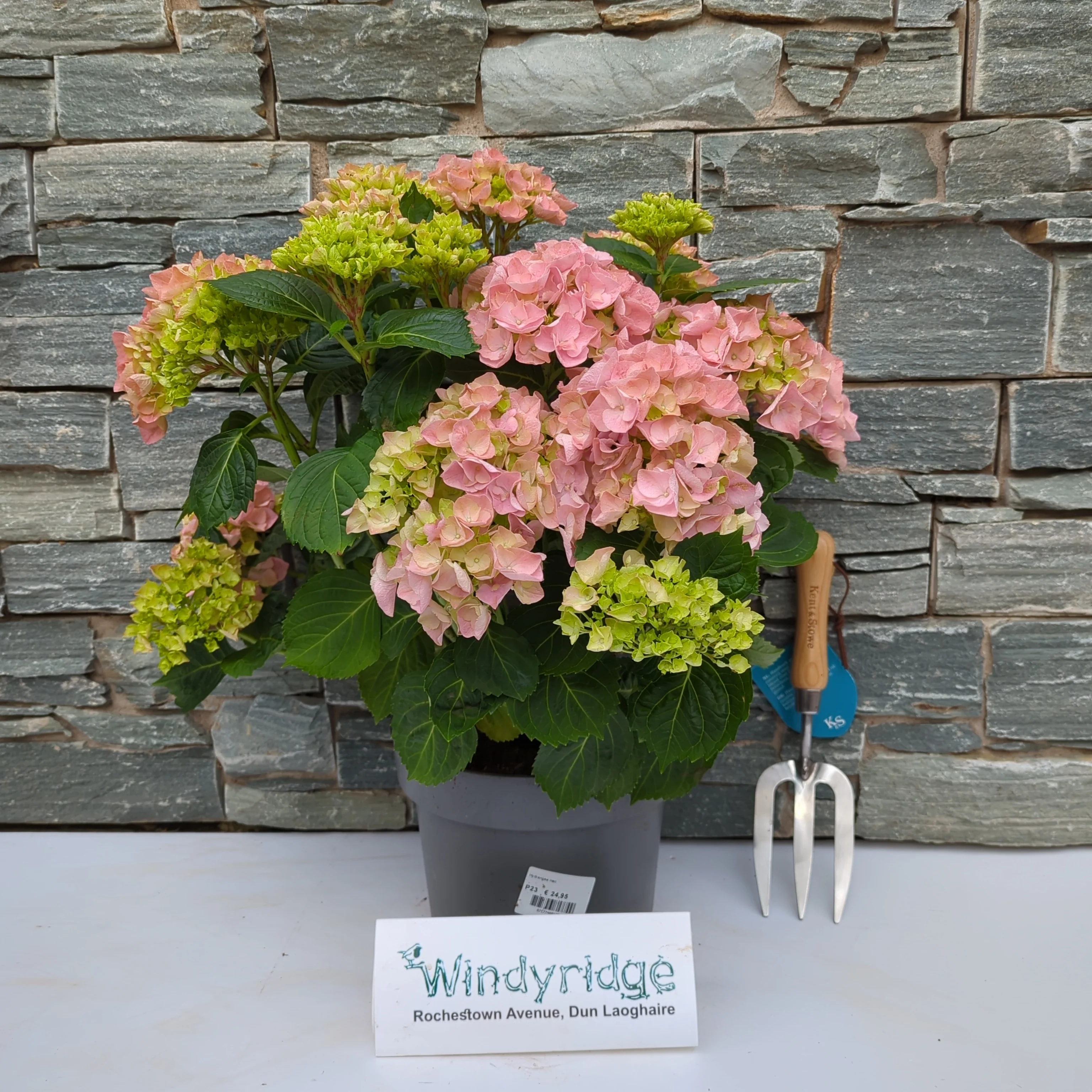 Hydrangea mac. Mophead Pink - Image 2