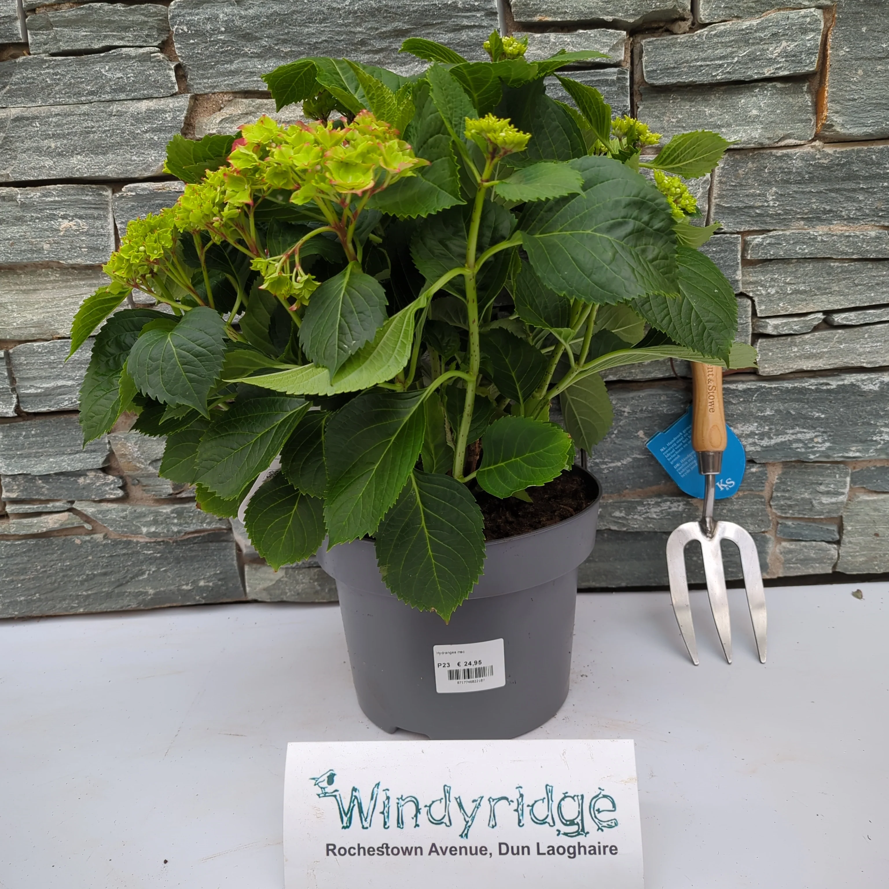 Hydrangea mac. Mophead Red - Image 2