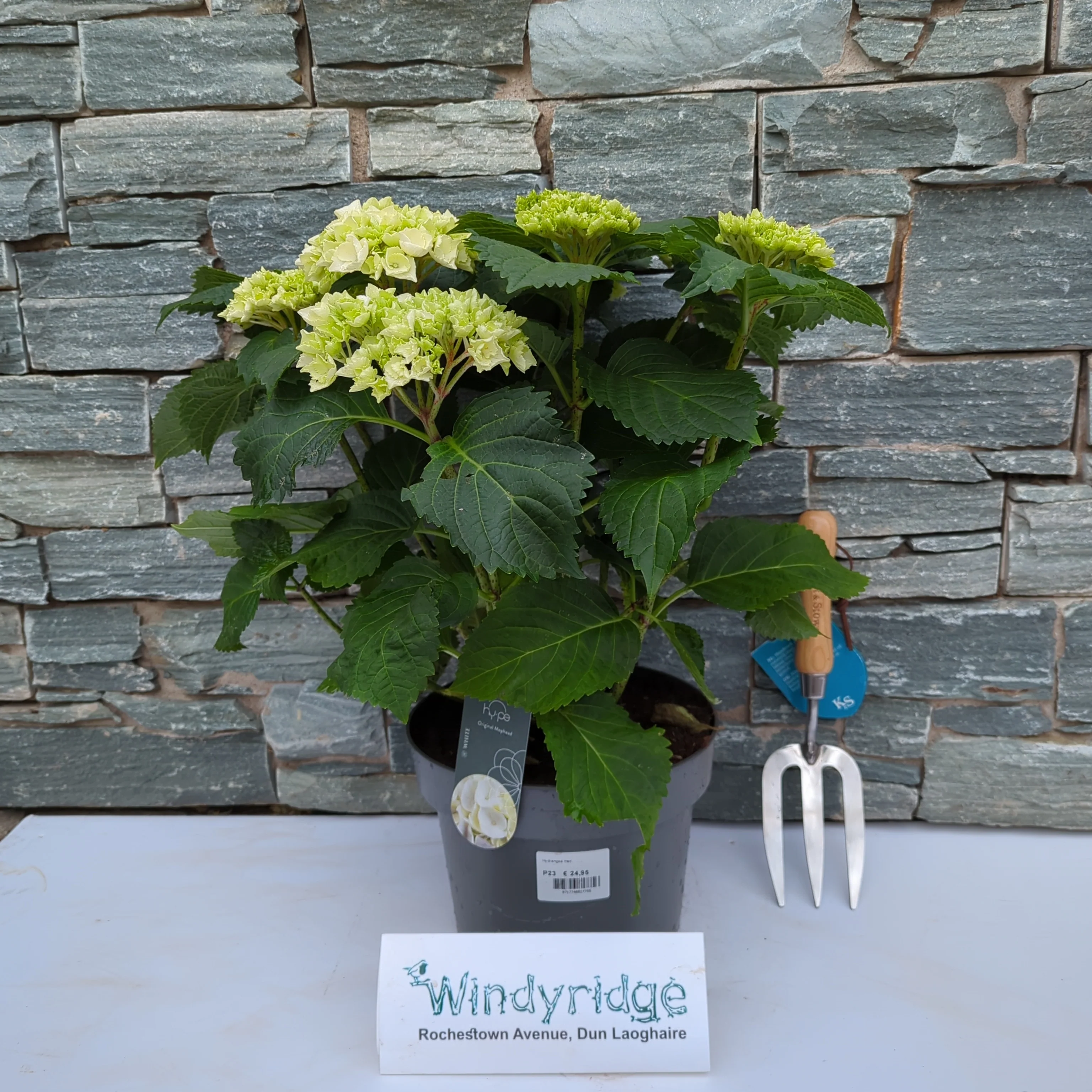 Hydrangea mac. Mophead White - Image 2