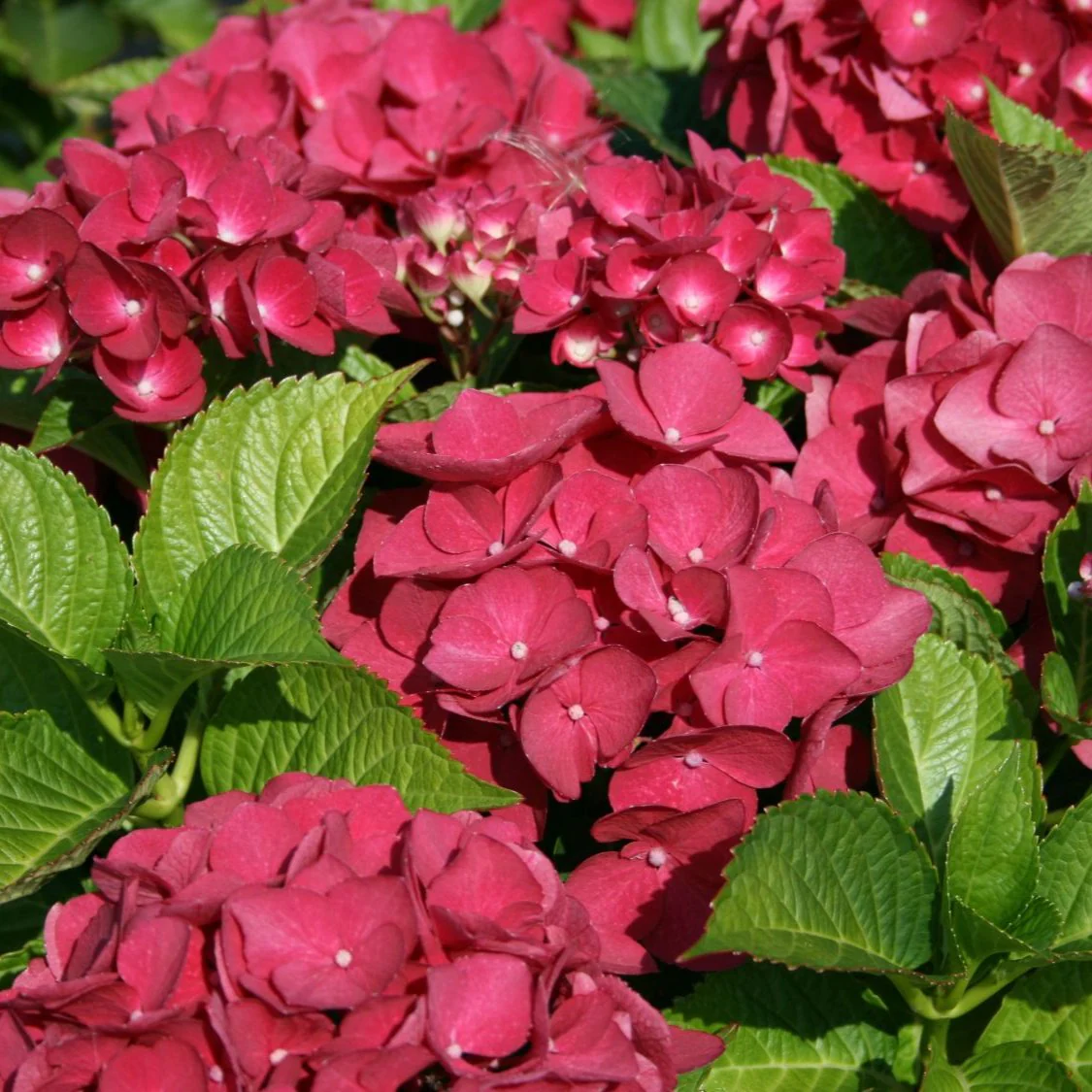 Hydrangea mac. Red Baron