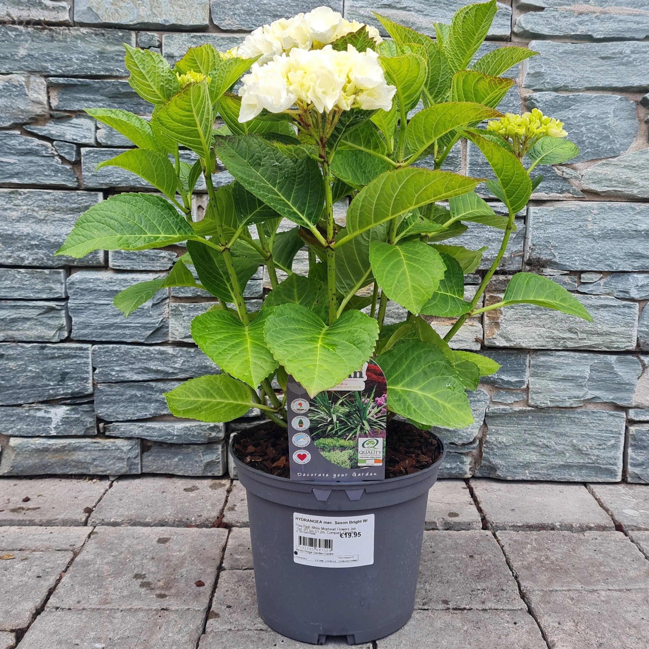 HYDRANGEA mac. Saxon Bright White - Image 2