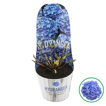 Hydrangea macr. Blue - Image 3