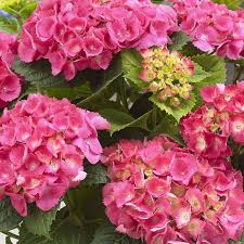 Hydrangea macr. Pink P23, 7+ flower