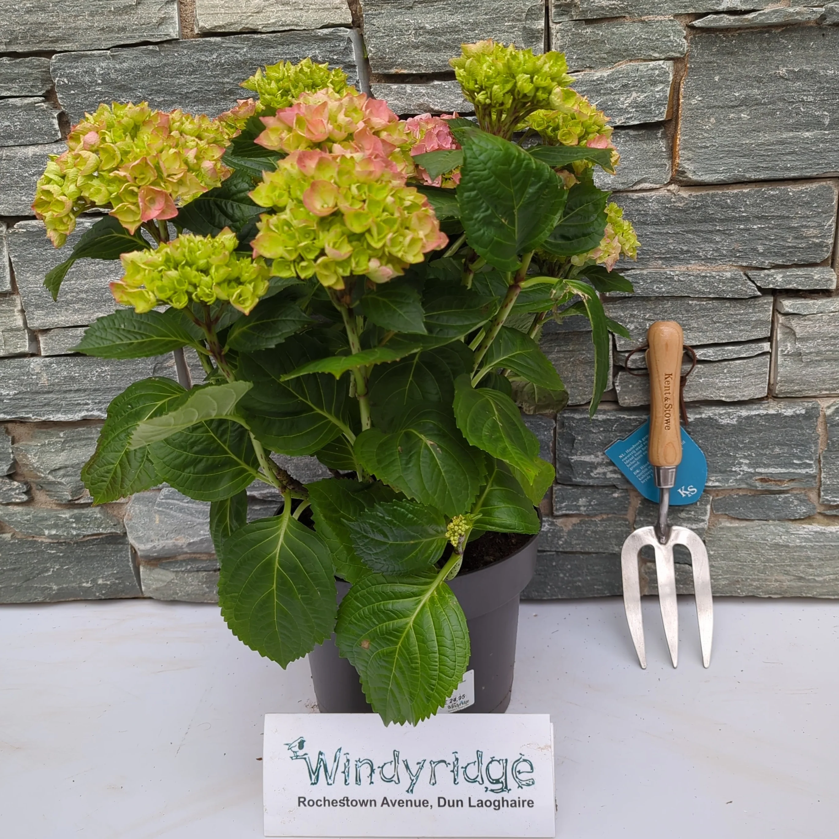 Hydrangea macr. Pink P23, 7+ flower - Image 2
