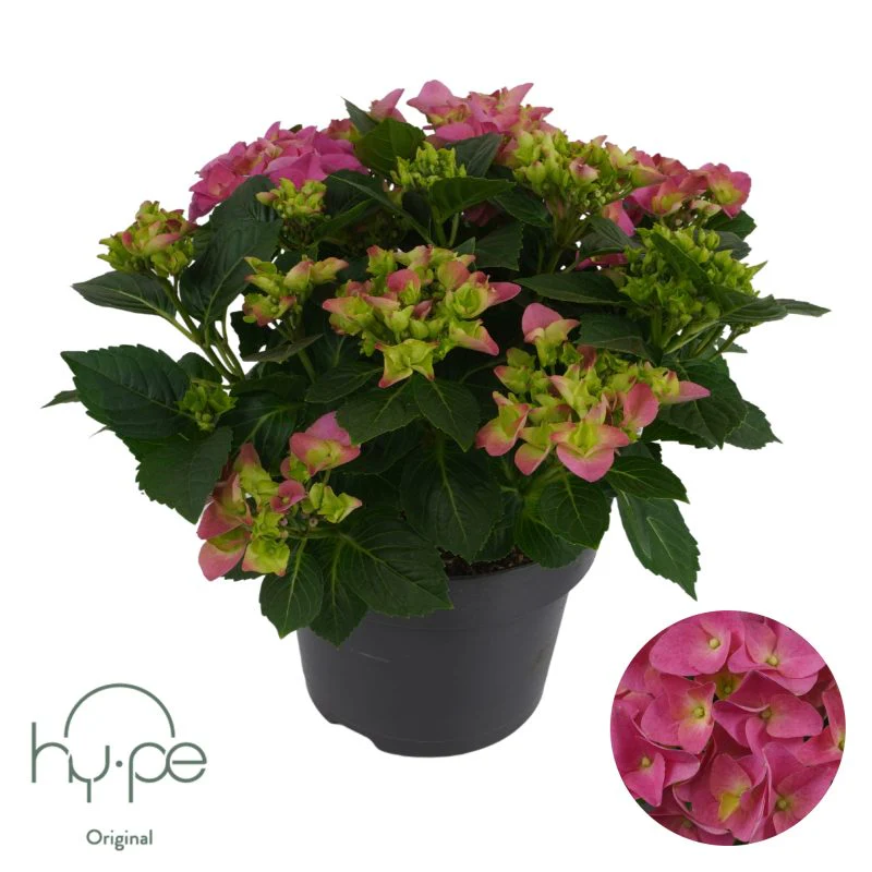 Hydrangea macr. Pink P23, 7+ flower - Image 4