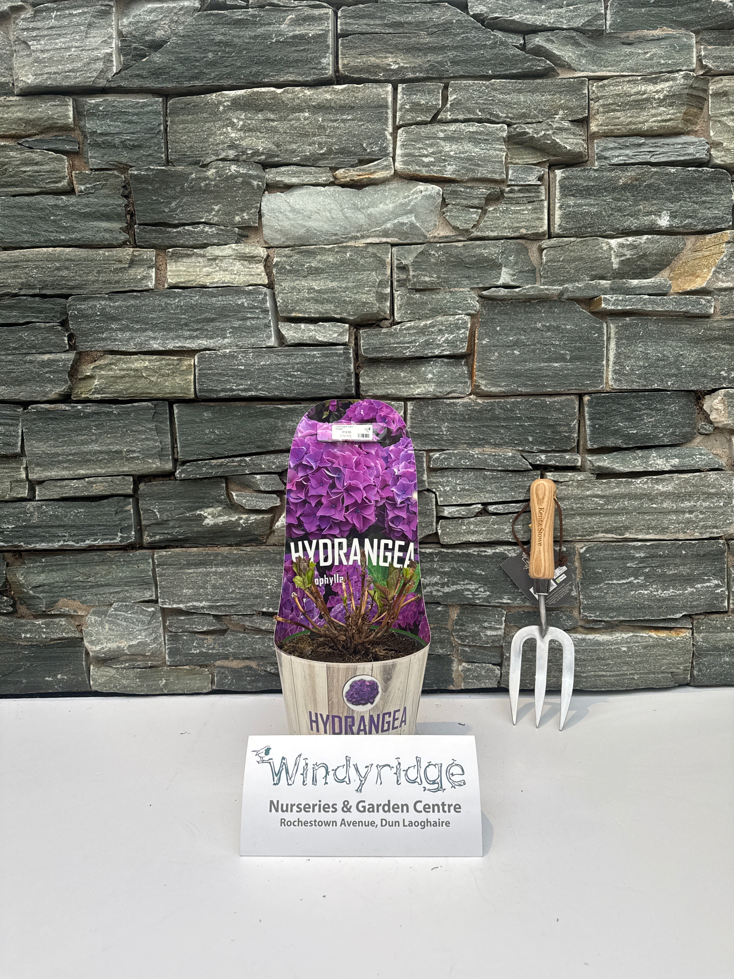 Hydrangea macr. Purple - Image 3