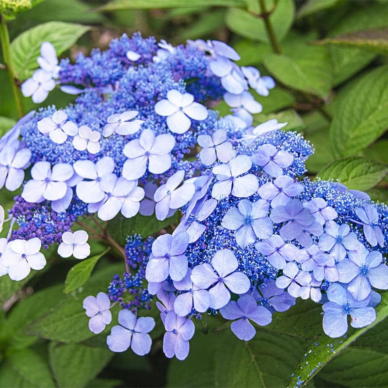 Hydrangea macr. Teller Blue P23 7+ flower
