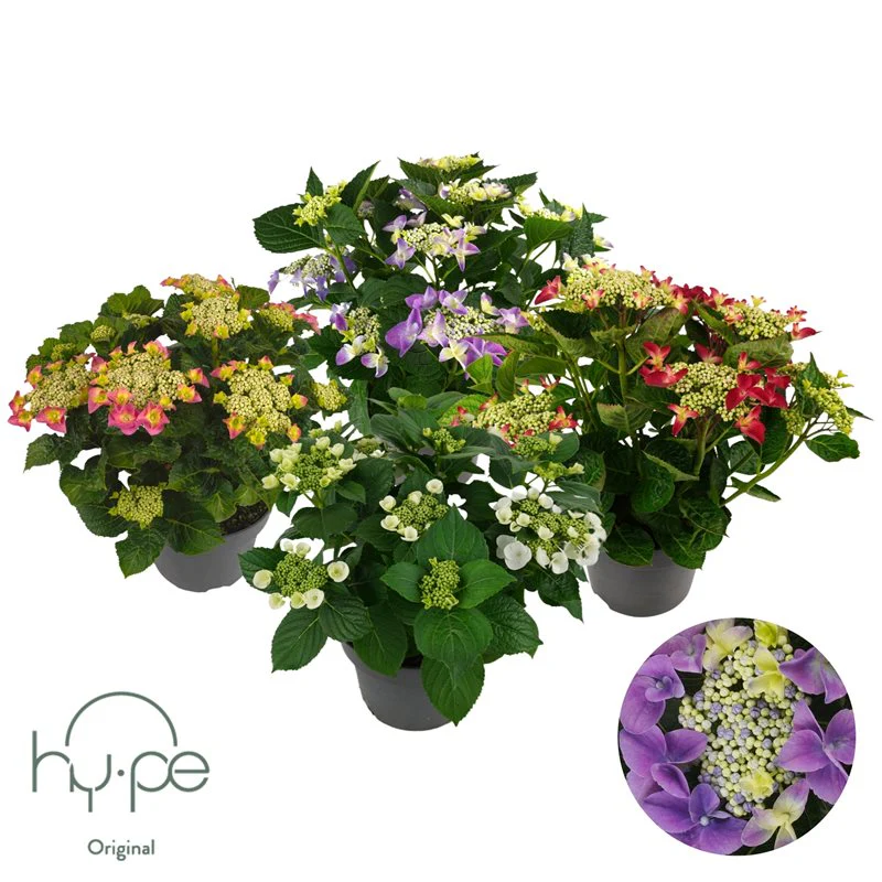 Hydrangea macr. Teller Blue P23 7+ flower - Image 2