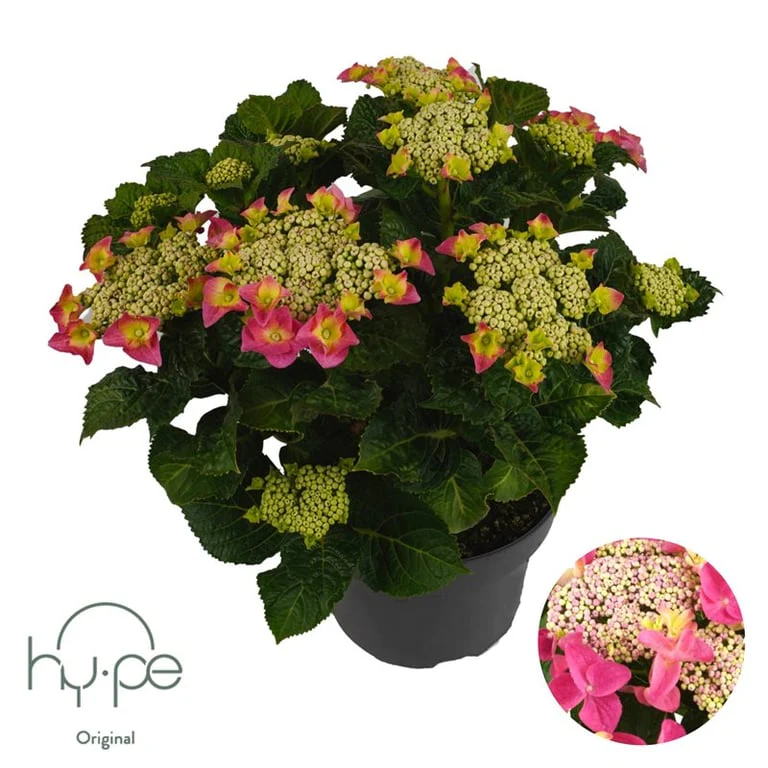 Hydrangea macr. Teller Pink P23, 7+ flower - Image 2