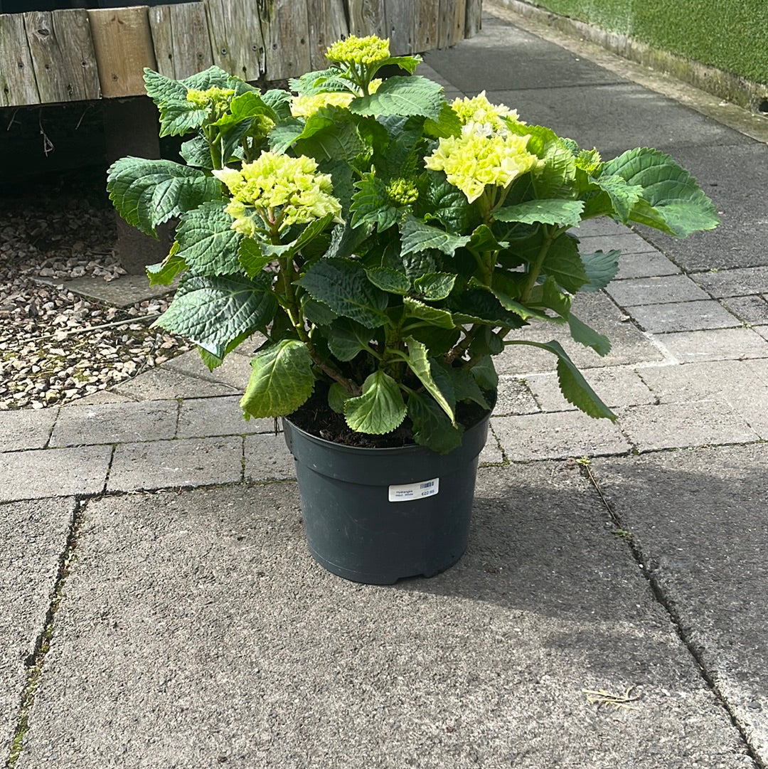 Hydrangea macr. White