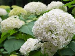 Hydrangea macr. White - Image 2