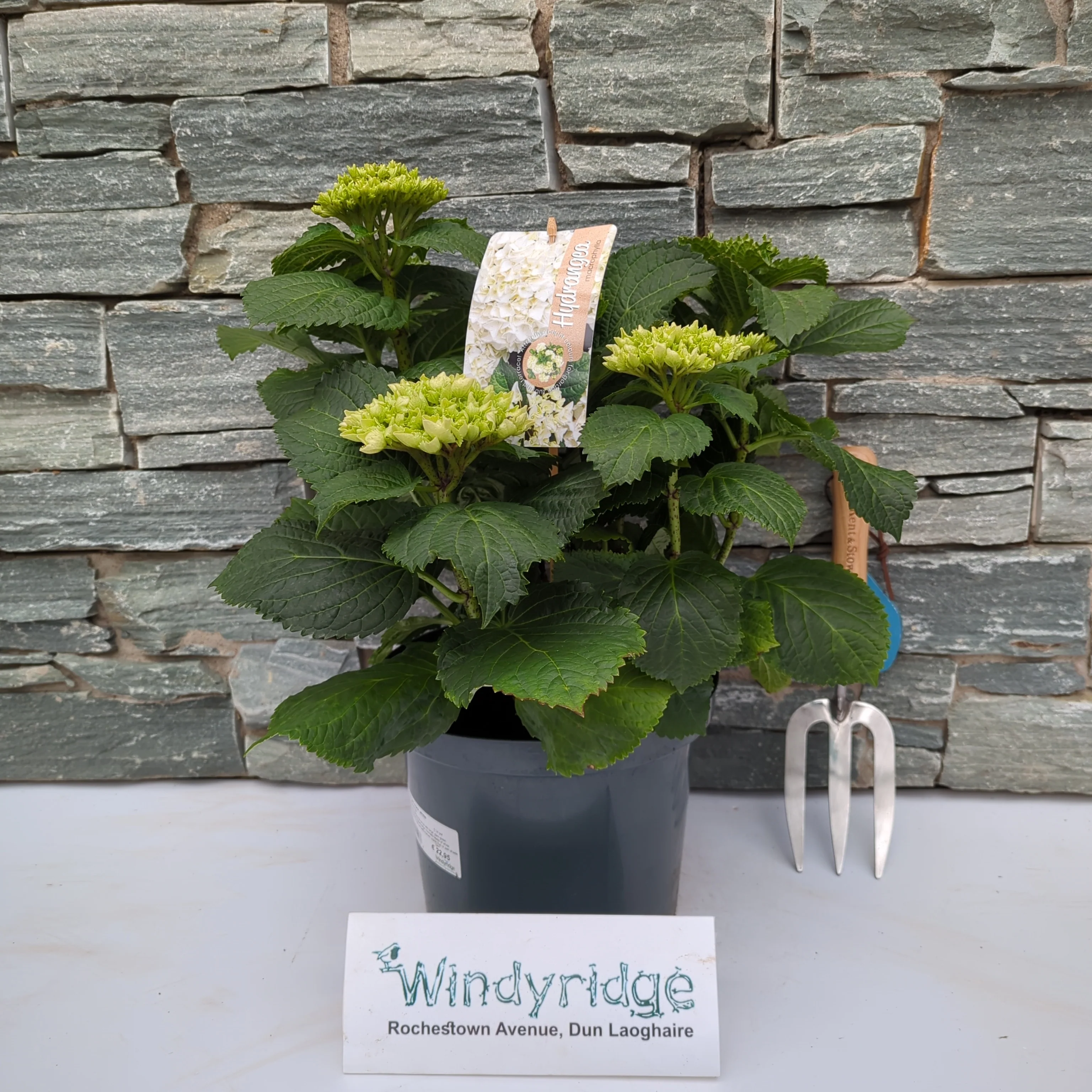 Hydrangea macr. white  5 Ltr pot