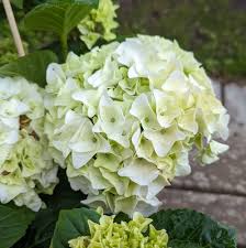 Hydrangea macr. white  5 Ltr pot - Image 2