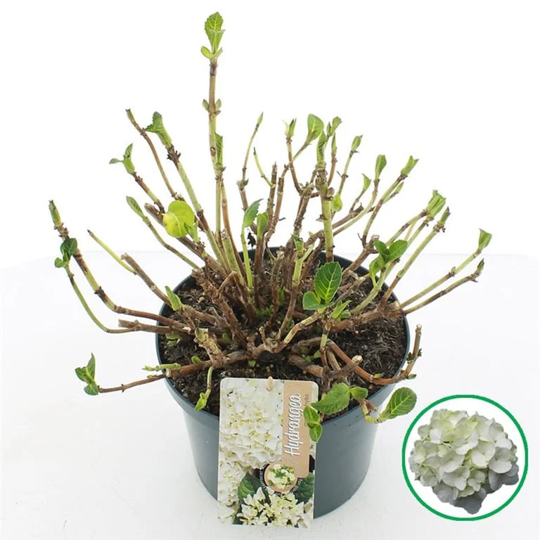 Hydrangea macr. white  5 Ltr pot - Image 3