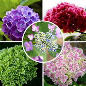 Hydrangea macrophylla