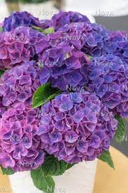 Hydrangea Macrophylla Ningbo Lilac (14cm Pot) - Image 2