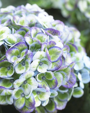 HYDRANGEA MAGICAL 4 SEASONS