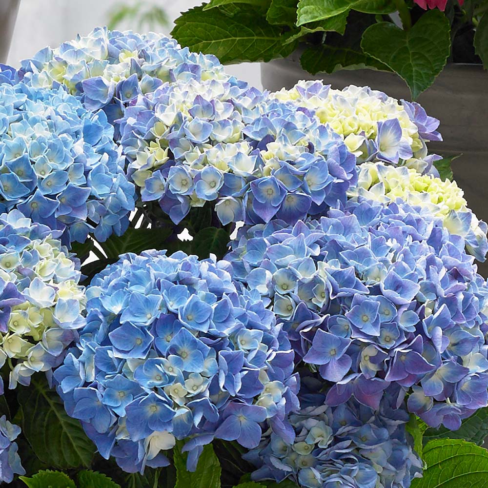 HYDRANGEA MUSIC SOFT BLUE SALSA