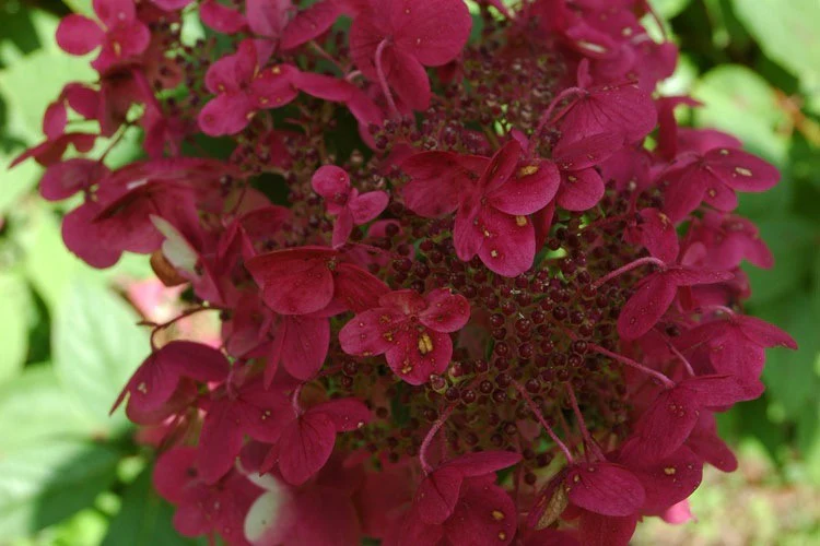 HYDRANGEA pa. Wims Red