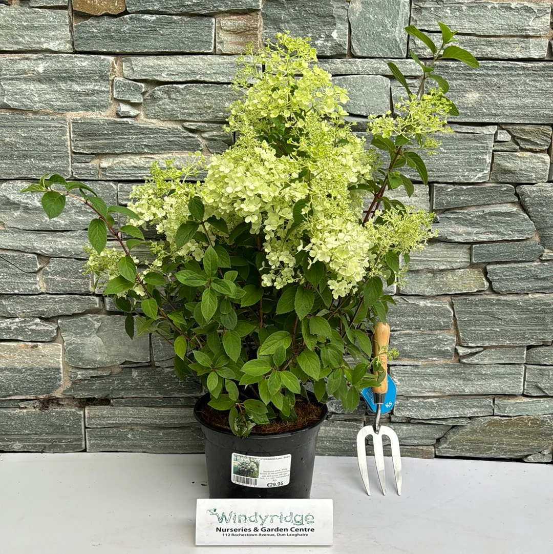 HYDRANGEA pan Bobo - Image 2