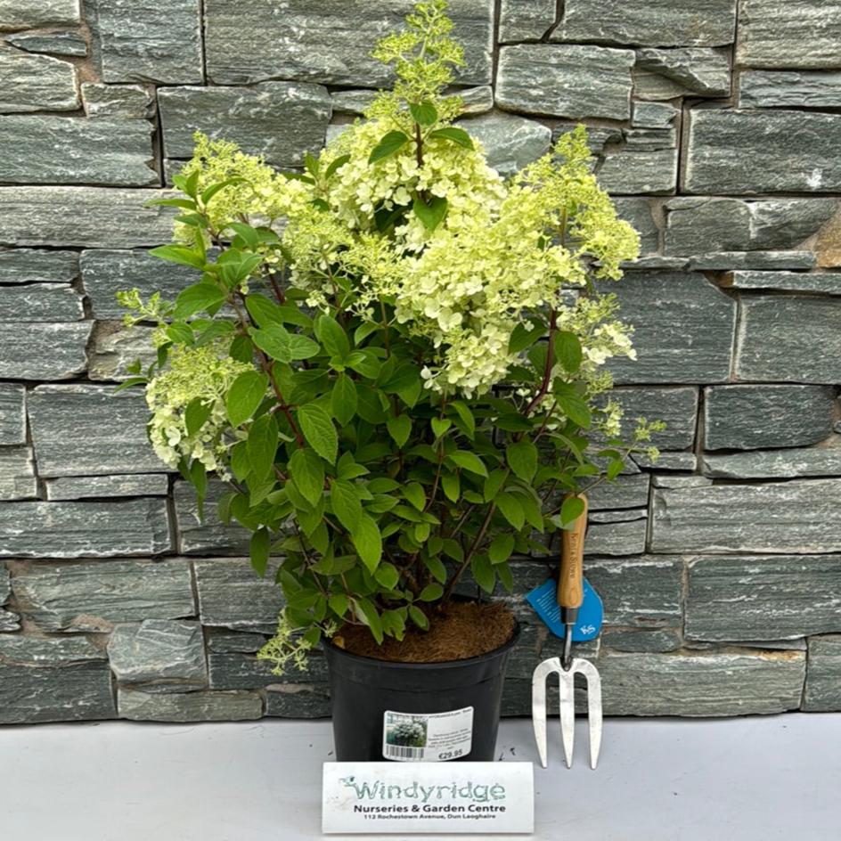 HYDRANGEA pan Bobo - Image 3